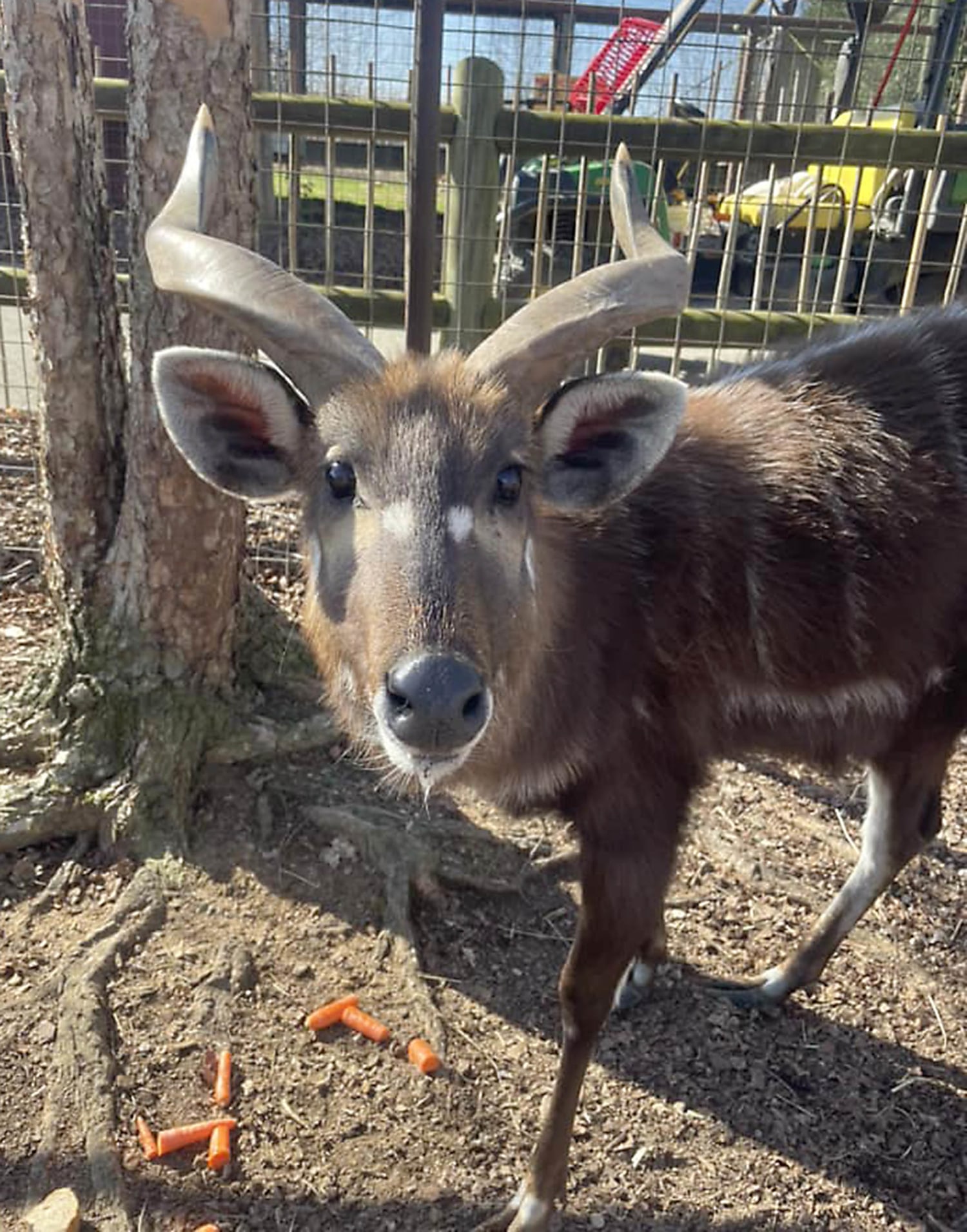 Antelope at Tennessee Zoo Chokes to Death on Squeezable Pouch