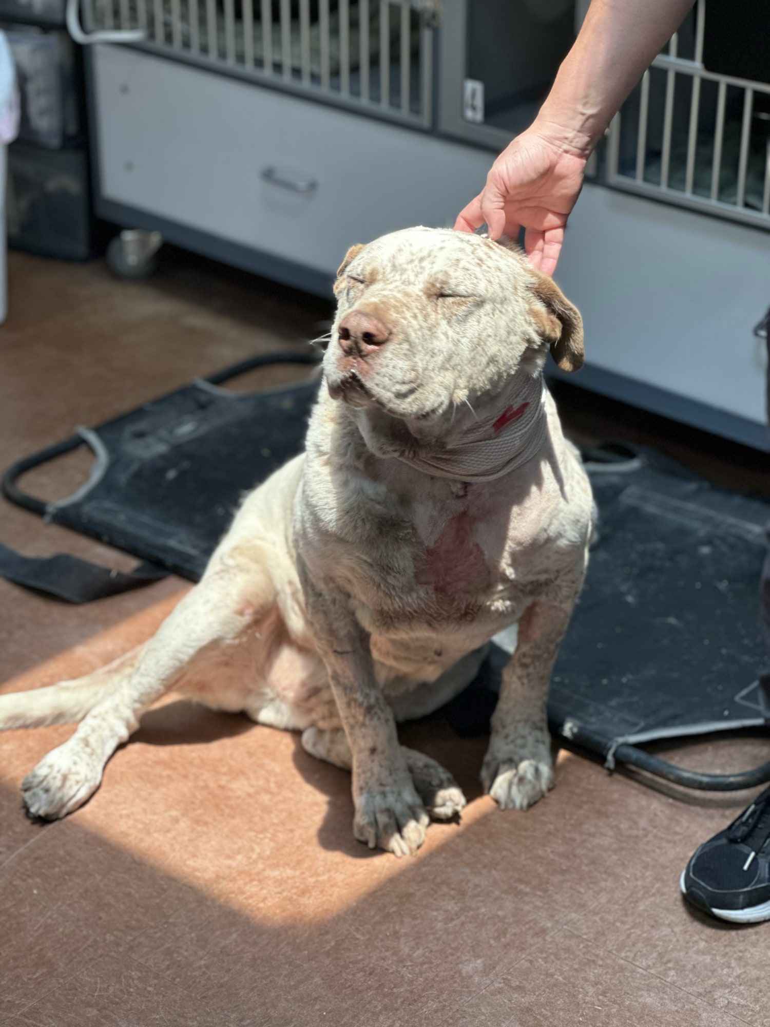 Perrito protegió a su familia humana de la amenaza de un intruso