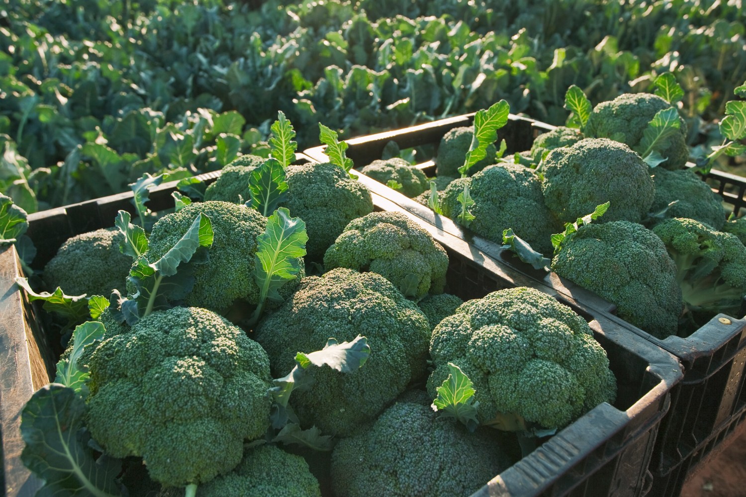 EPA suspende el pesticida Dacthal por el daño que puede provocar a los fetos