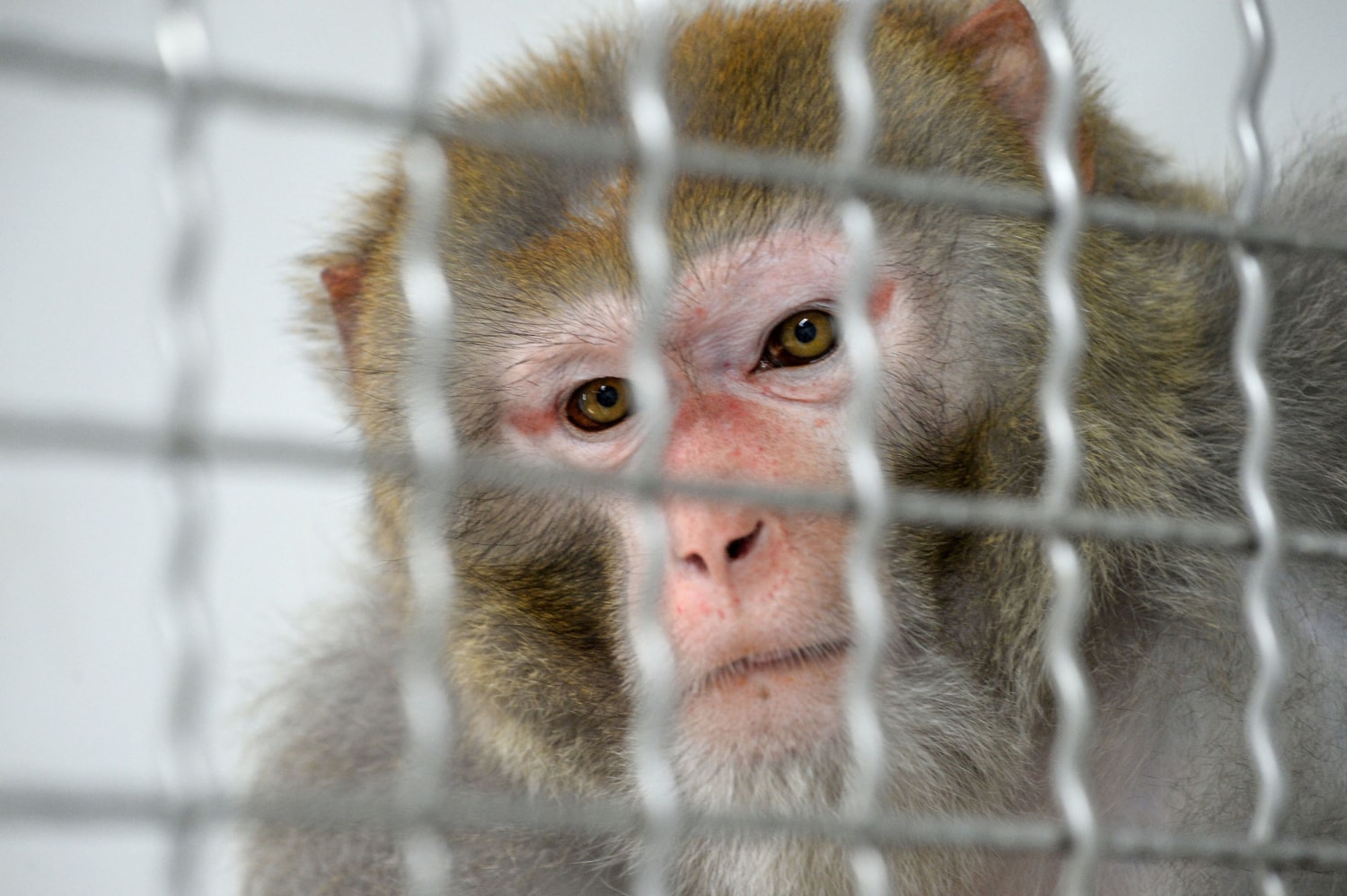 43 escaped research monkeys still loose in South Carolina after caretaker  failed to shut two doors