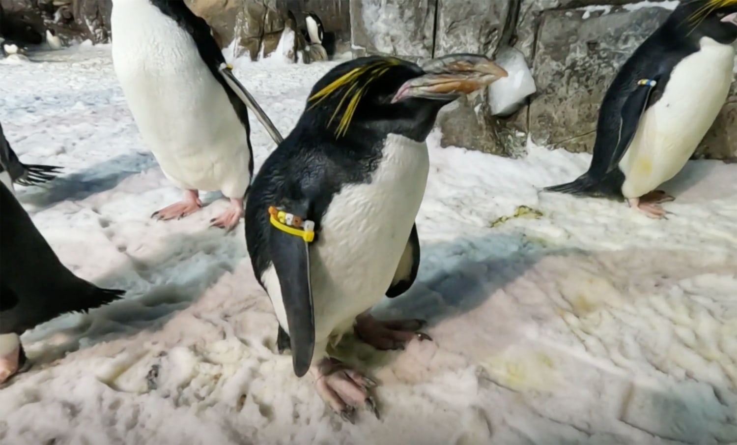SeaWorld penguin celebrates 40th birthday