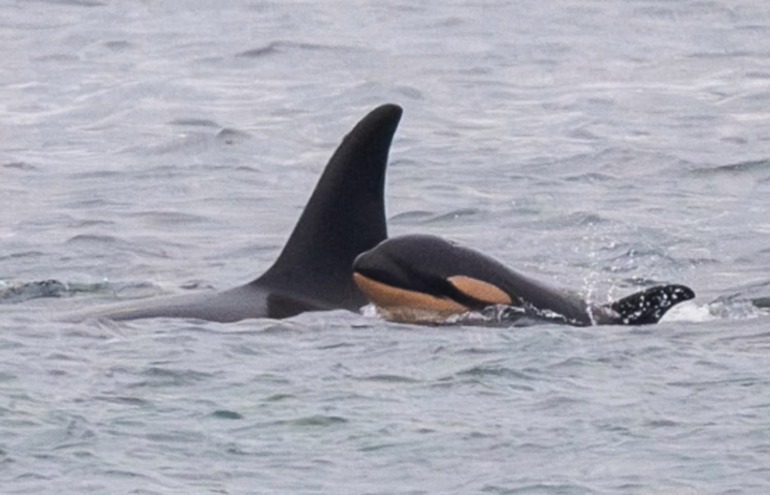 Una orca que cargó a su recién nacido muerto 1,000 millas da a luz a otra  cría, image size:1500x964