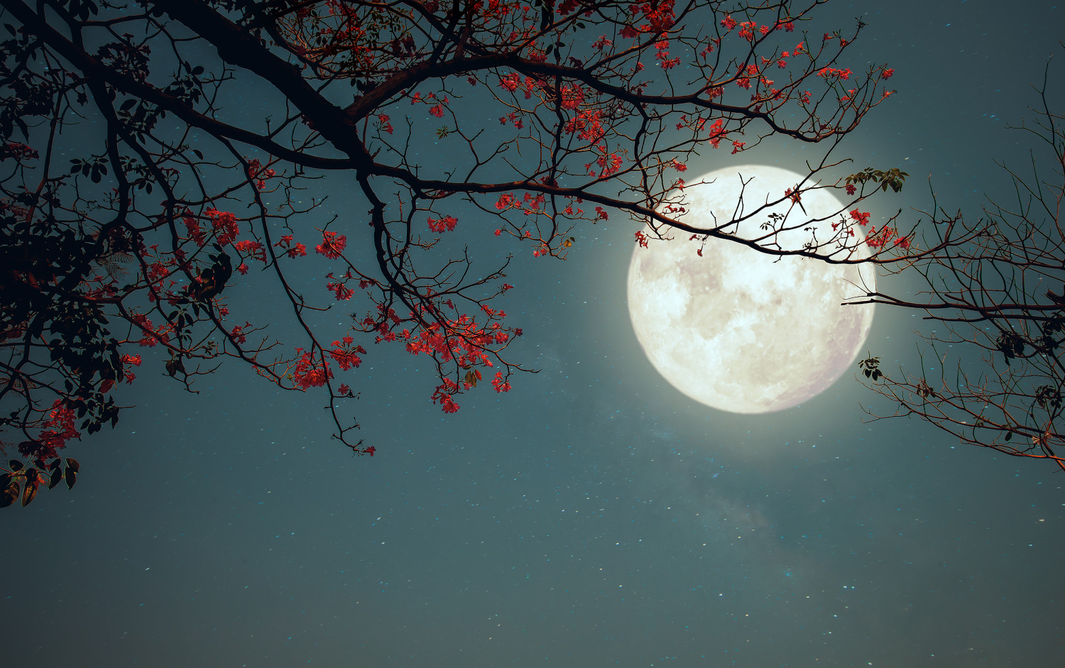 When the Wolf Comes Home' review: A superb horror from 'Nestlings' author  Nat Cassidy : NPR, image size:1500x941