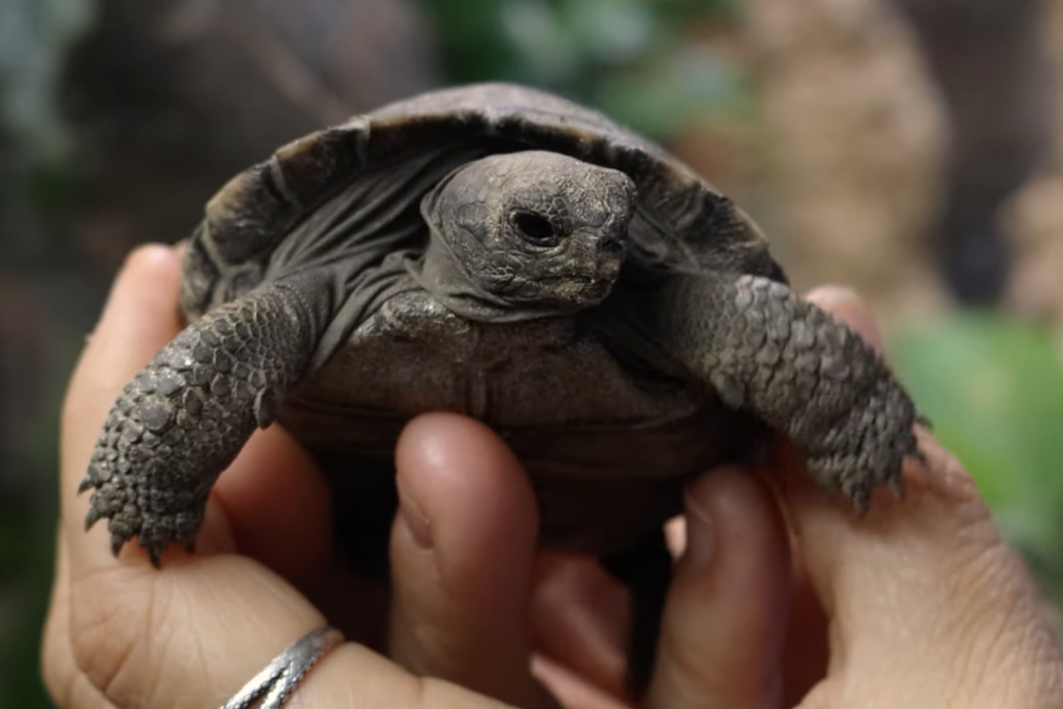 Galapagos tortoises at Philadelphia Zoo become first-time parents