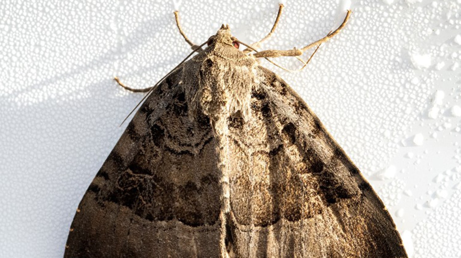 Polilla ángel Parásita ¿Por Qué No Hay Que Matar A Las Polillas?