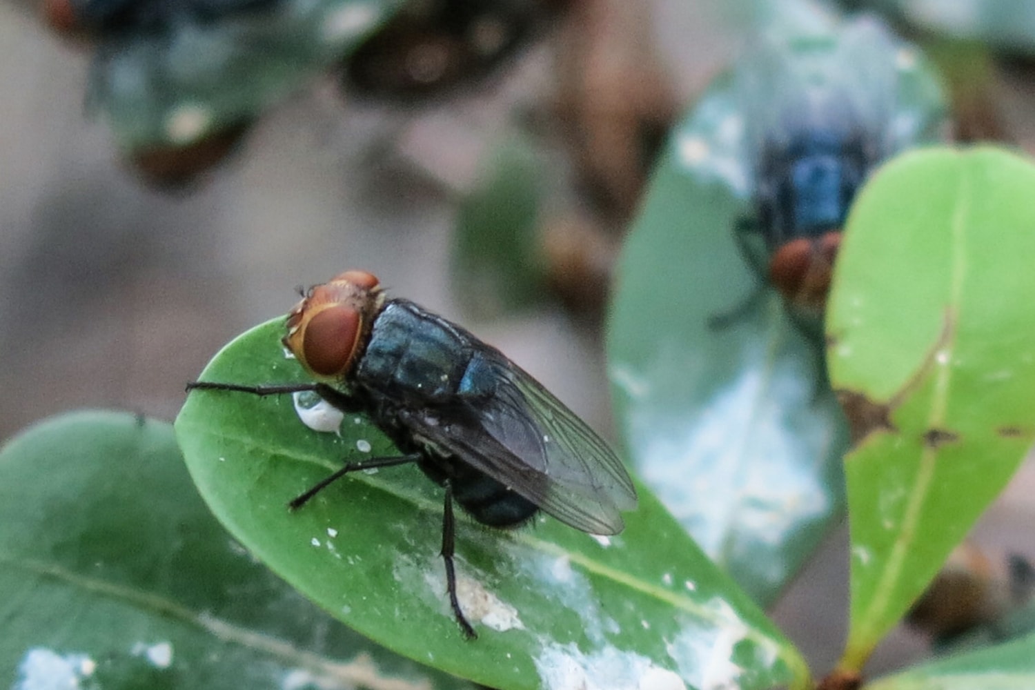 The US has a plan to breed millions of flies and drop them from planes. Here’s why