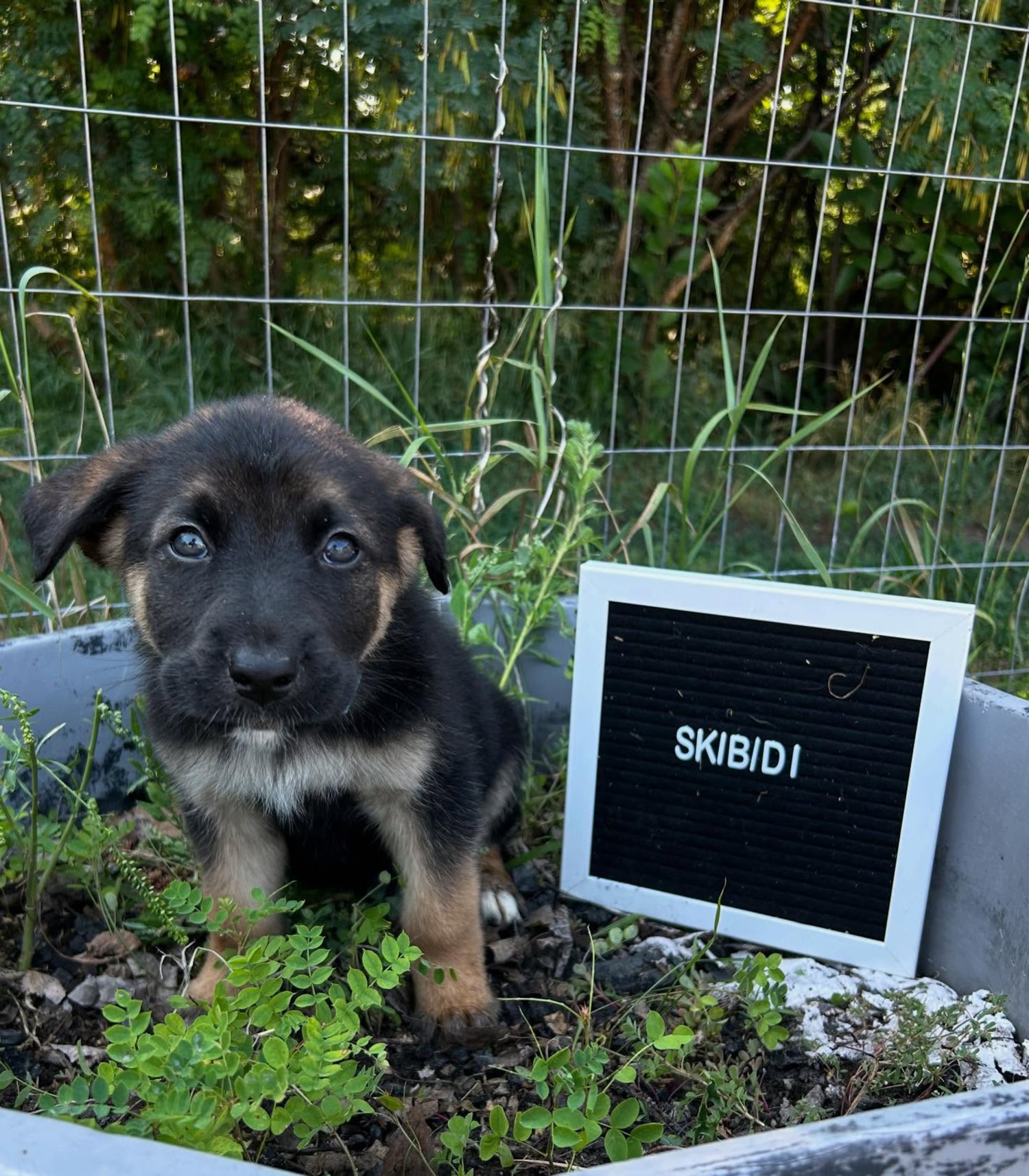 6 Rescue Puppies Named After Gen Alpha Slang Went Viral: Meet
