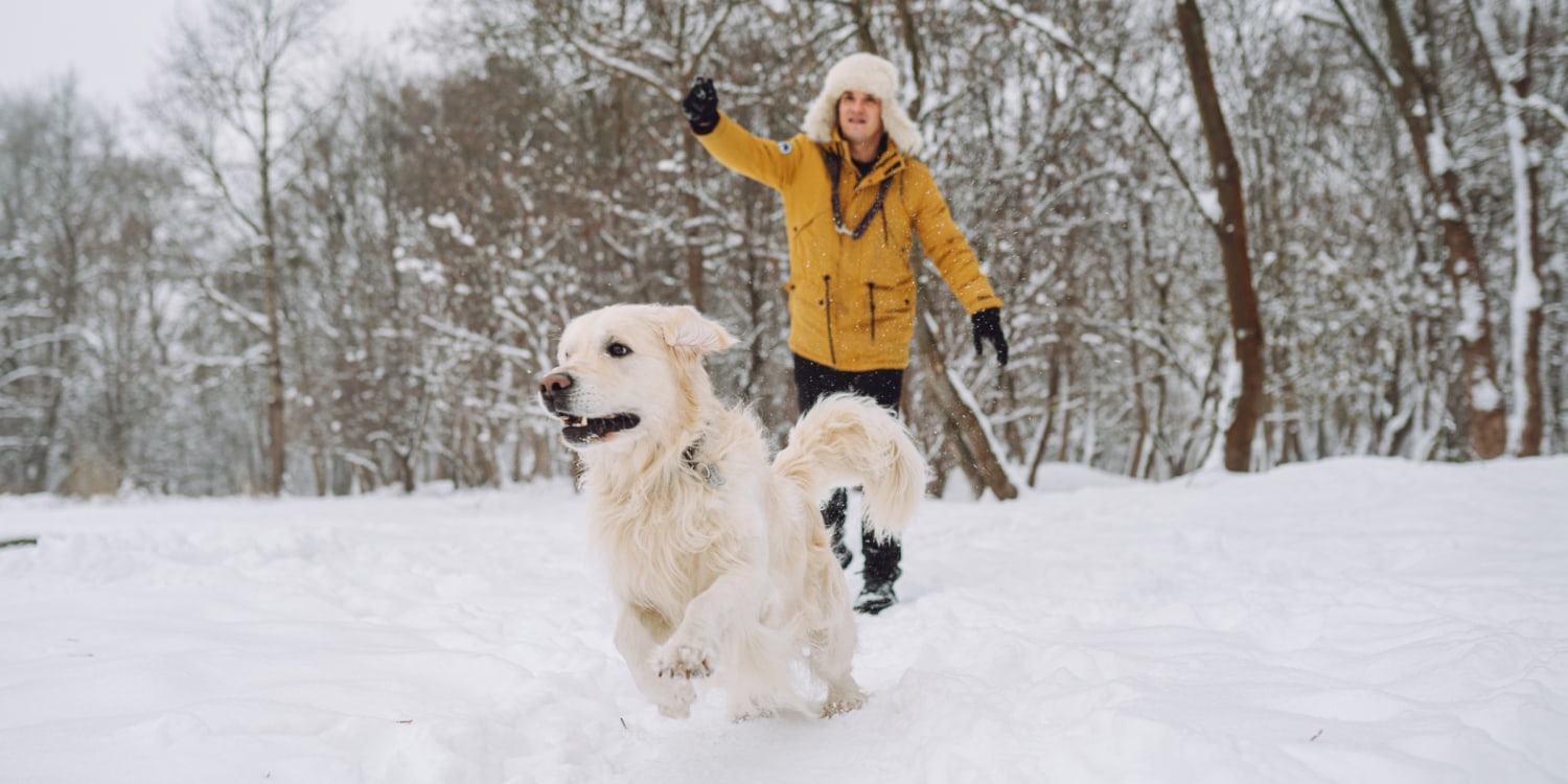 How To Keep Dogs Warm In The Winter: Vet-Approved Safety Tips