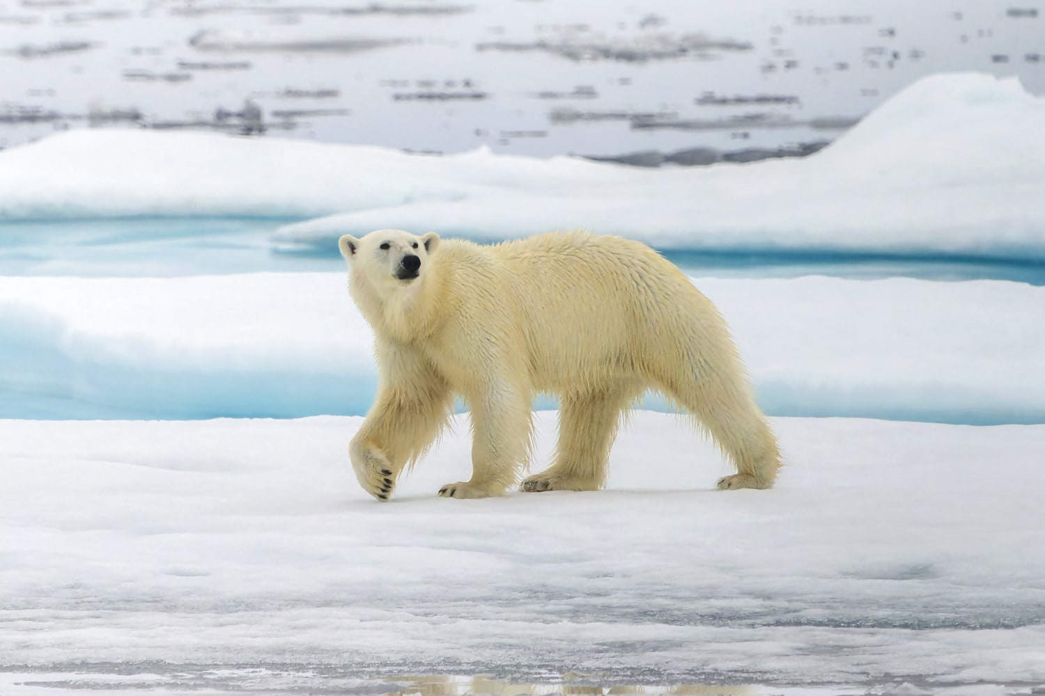 Oso polar en tierra firme, lejos del hielo marino.