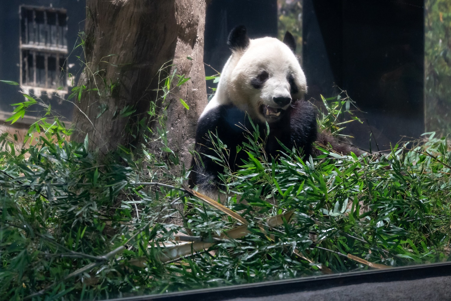 The last 2 pandas in Japan are leaving for China as ties are strained