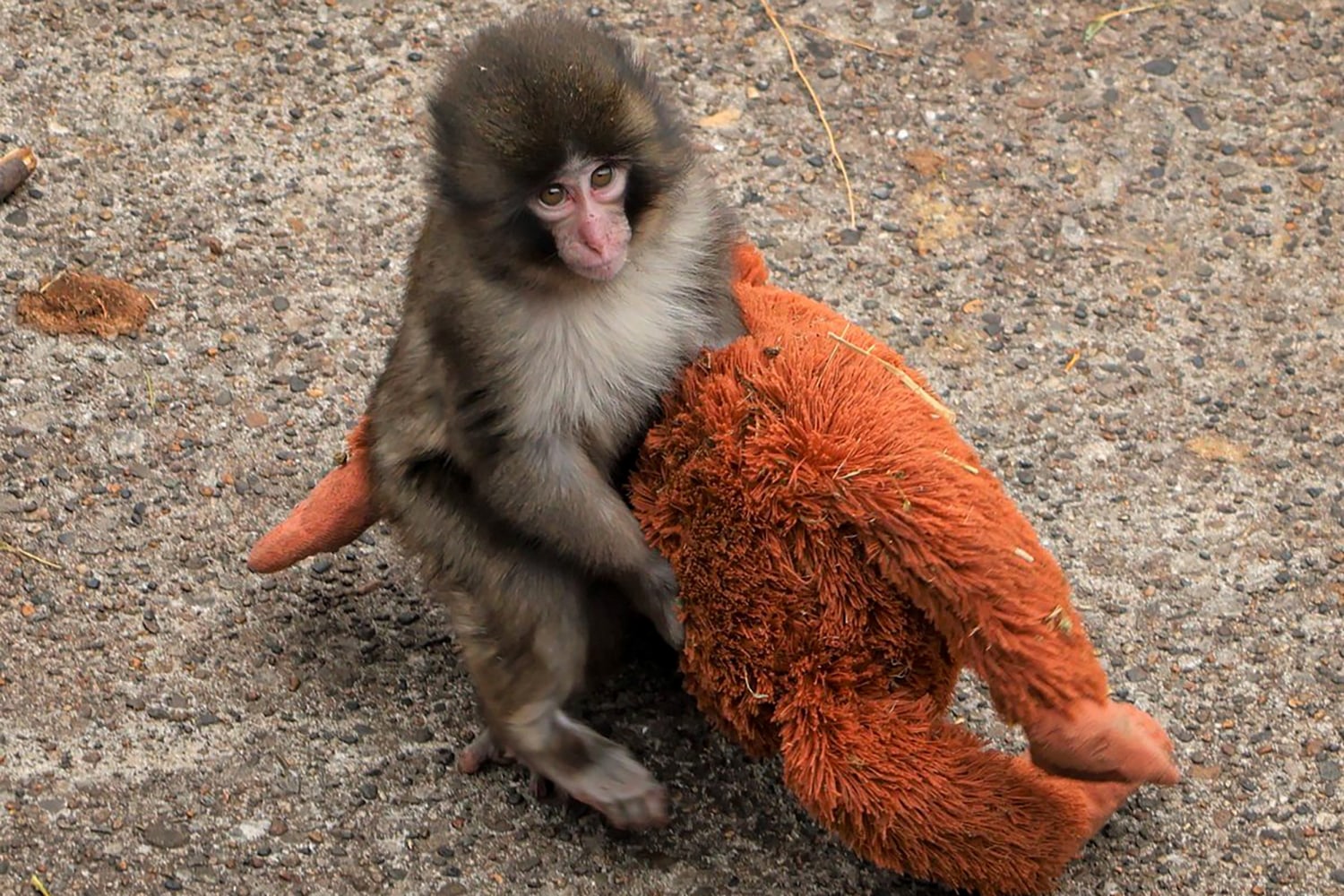 Punch the monkey, initially an outcast, finds some friends (and the  internet's support)