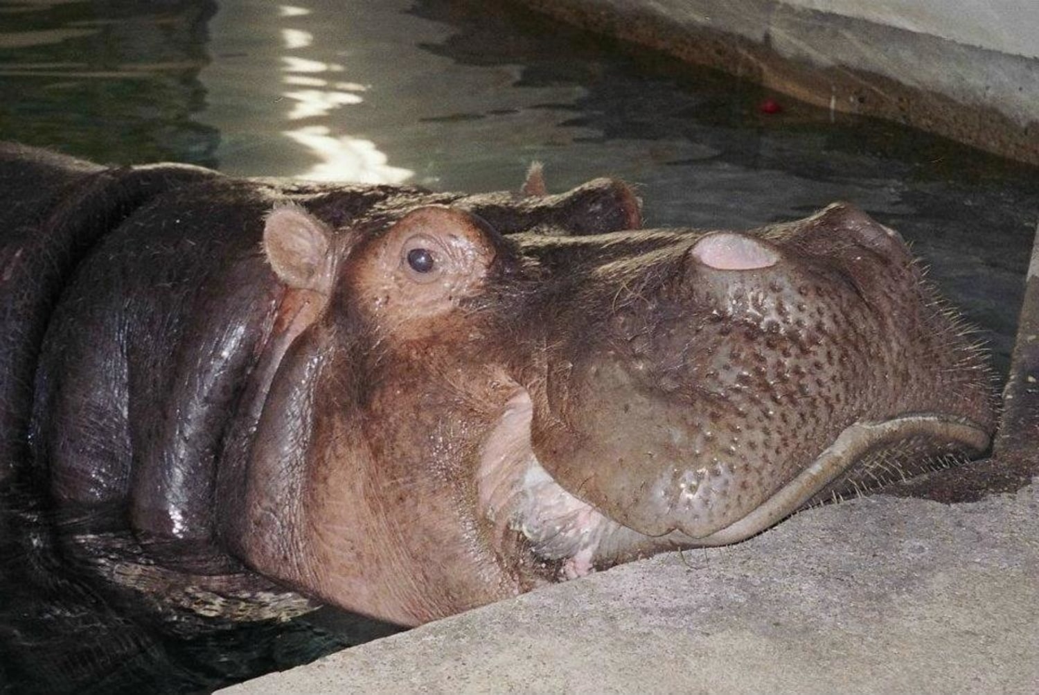 Goodbye, Donna: World's oldest hippo in captivity dies at 61