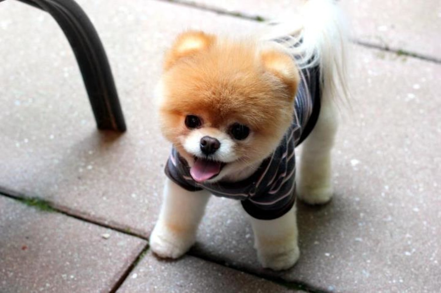 Is Boo the 'cutest dog' in the world a Facebook plant?