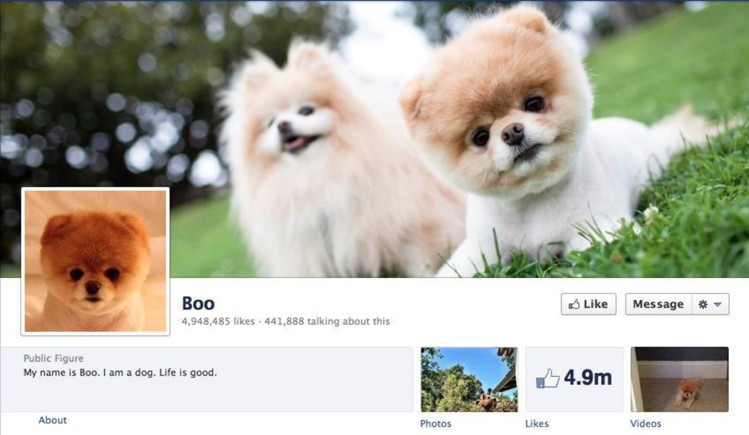 Is Boo the cutest dog in the world a Facebook plant?