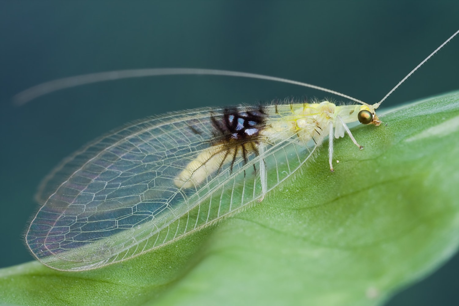 New insect discovered via photo-sharing site Flickr