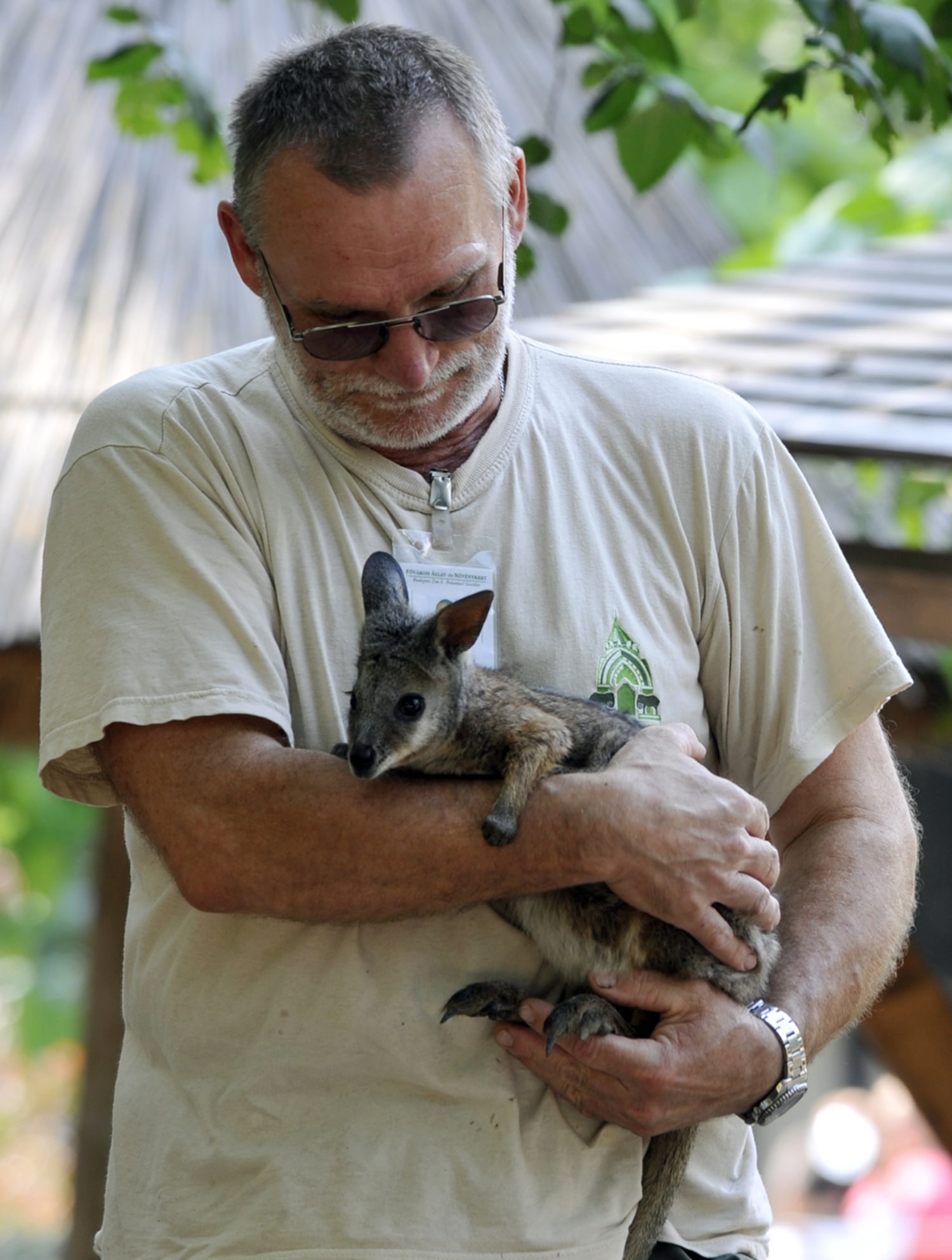 Zookeepers nurse rejected wallaby back to health