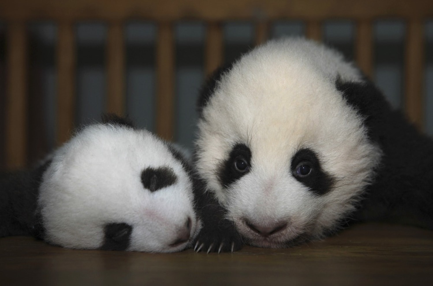 Little Black And White Balls Of Love Panda Cubs Pose In China
