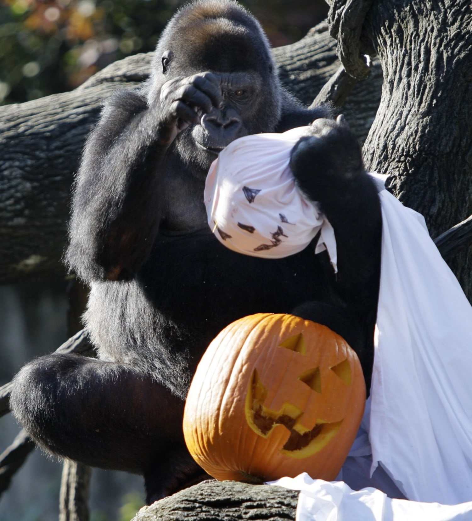 439349-at-111010-gorilla-halloween-whalen-01.jpg