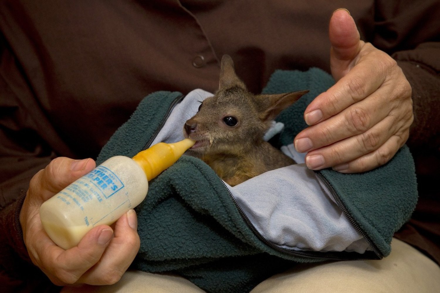 Zoo caring for abandoned newborn wallaby