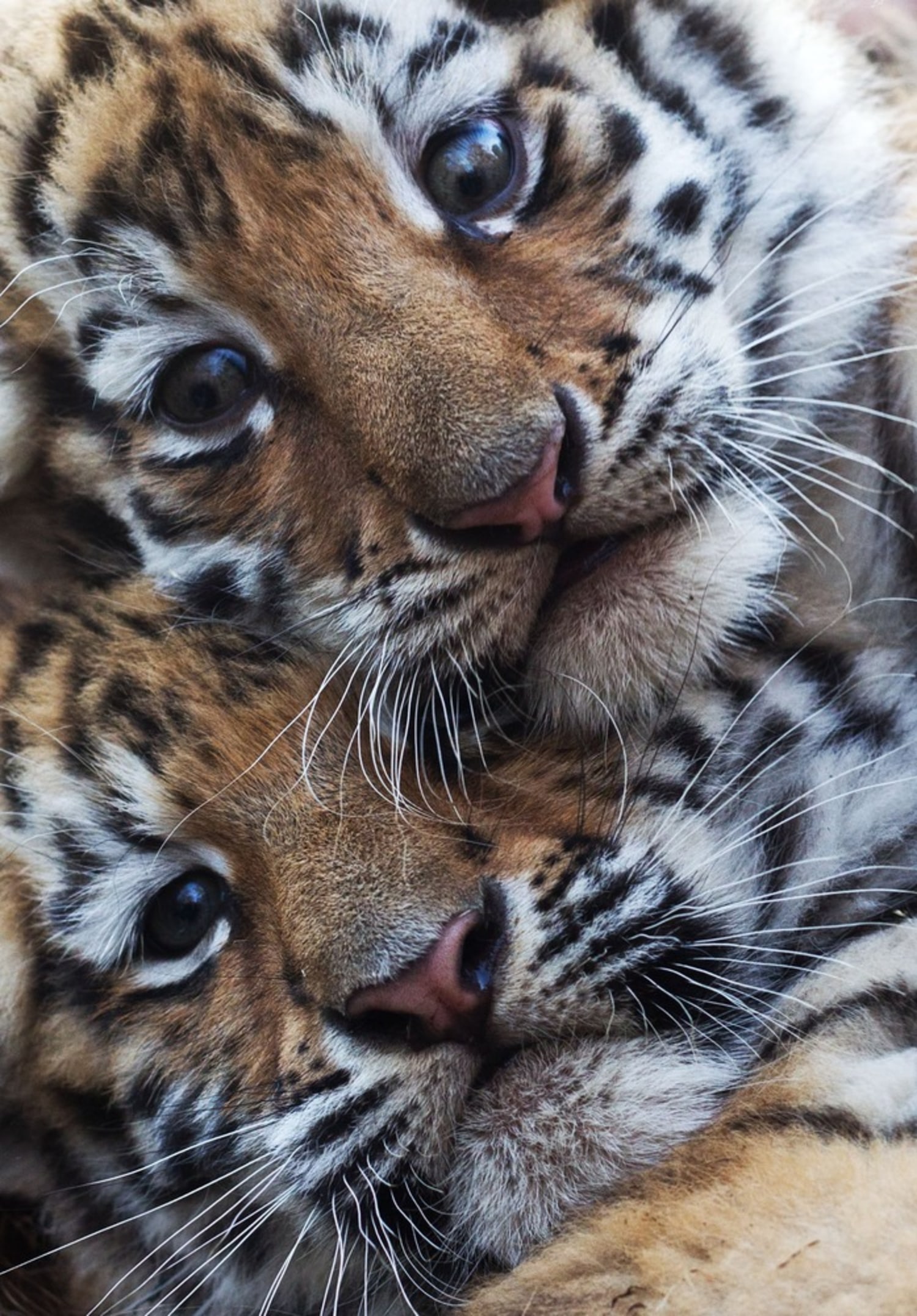 Twin Tiger Girls Are a Handful - ZooBorns