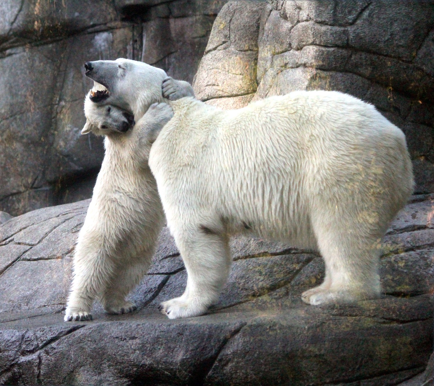 Now that's a bear hug!
