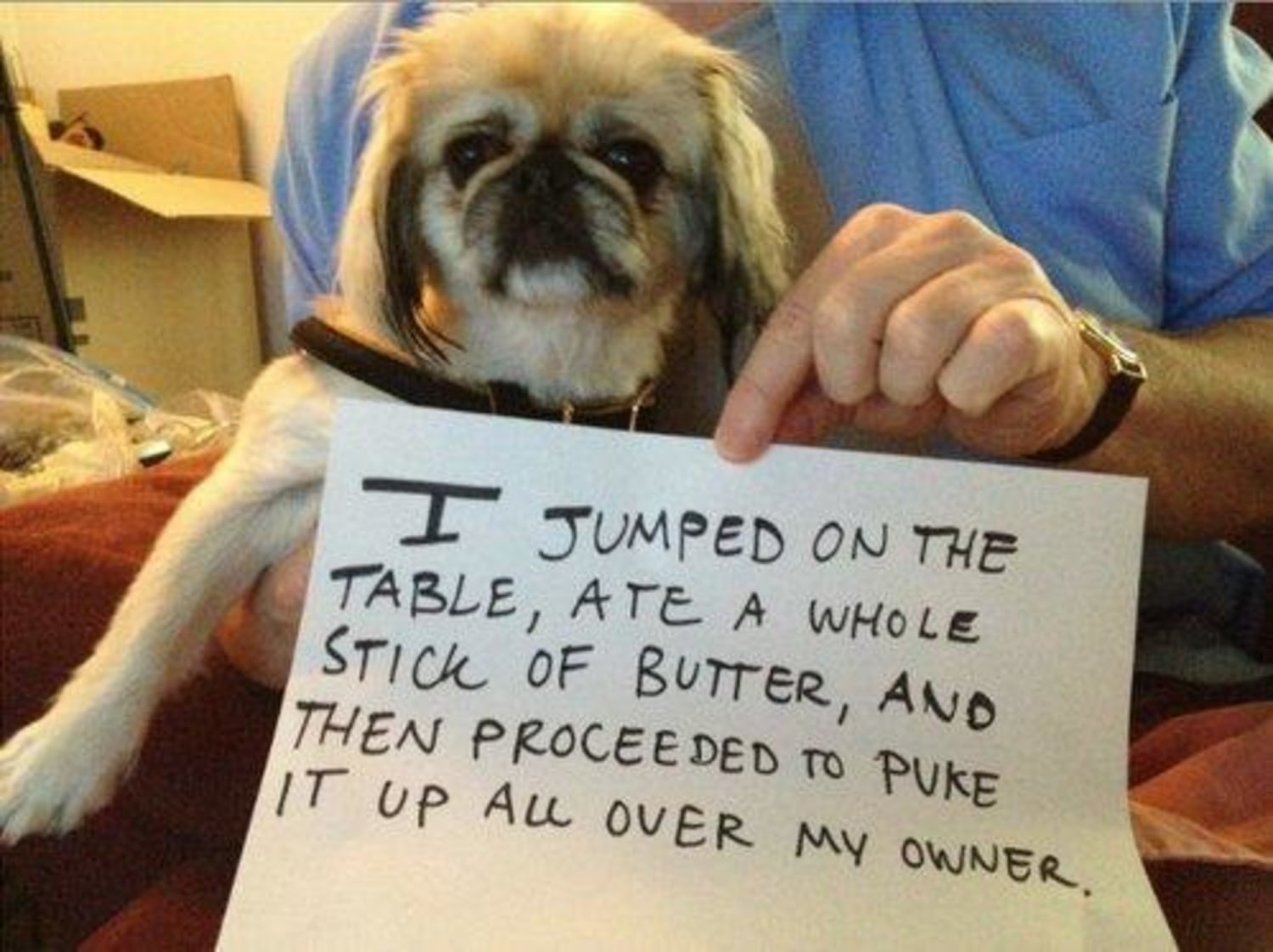 Pups confess their bad behavior on new Dogshaming blog