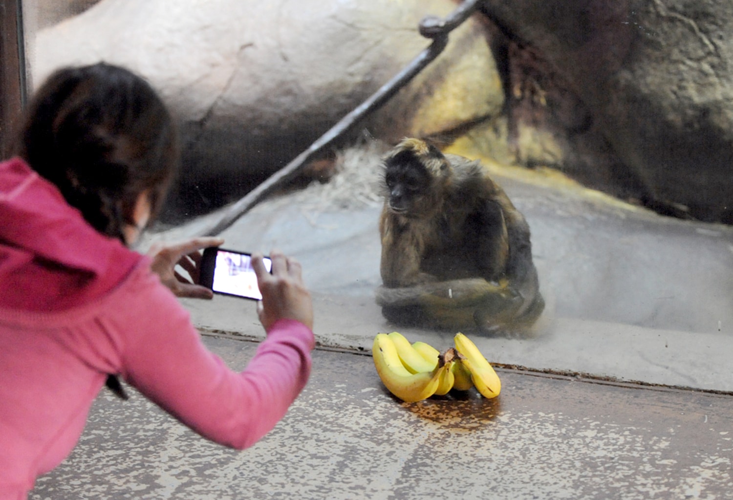 Man's pet monkey goes bananas for Astros