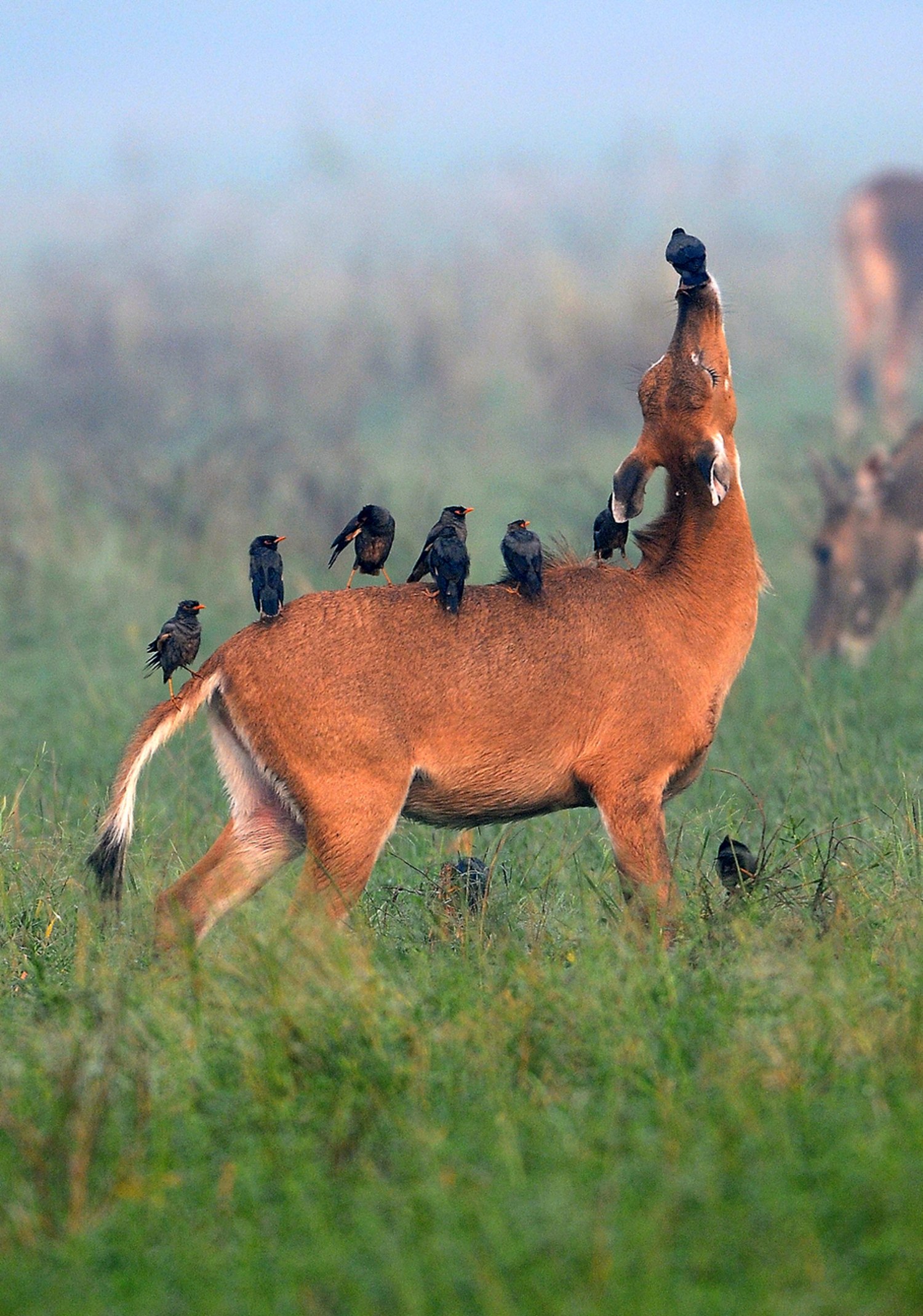 I'll scratch your back... antelope and myna birds enjoy a symbiotic  relationship