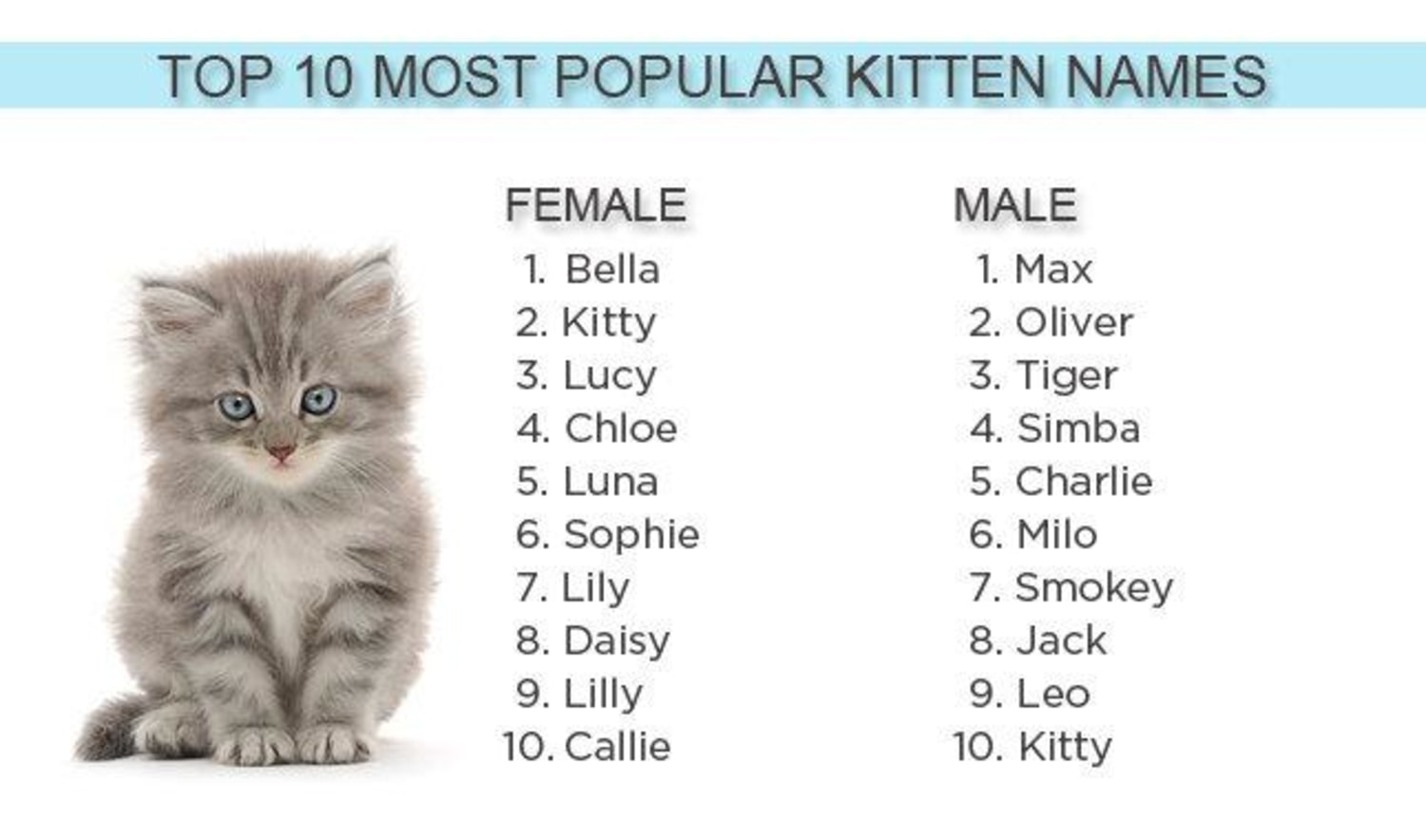2012's most popular kitten names: Bella, Max and ... Kitty