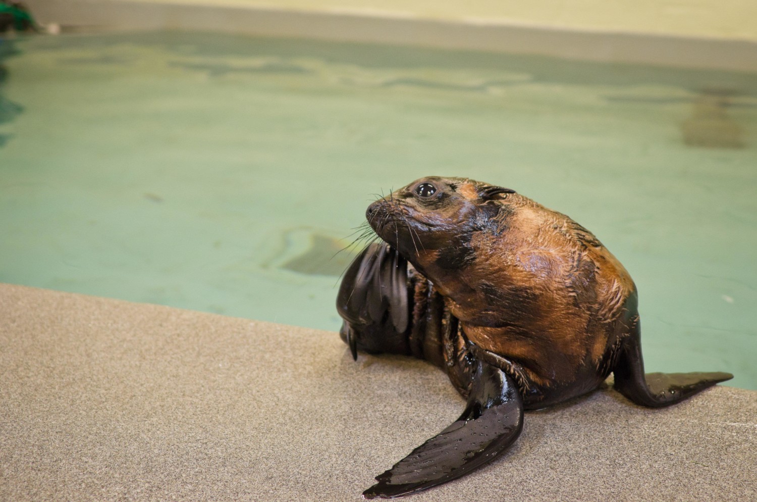 Rescued baby seal now has a name, thanks to contest