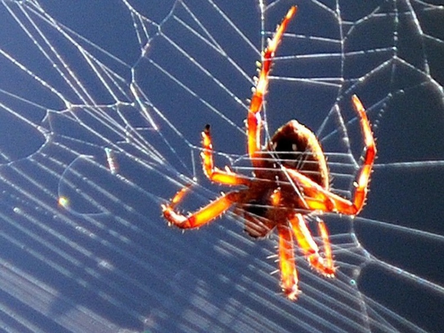 New study shows spiders use webs to hear