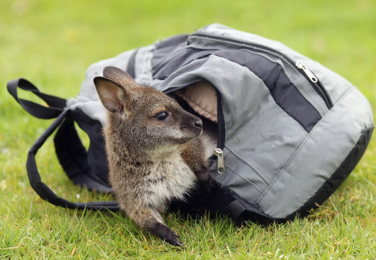 Orphaned baby wallaby lives in a rucksack
