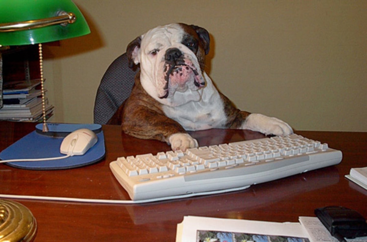 Top 141+ Animals in office