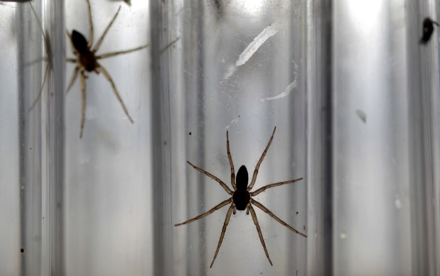 Spiders! Ants! Did that make you itchy? Here's why