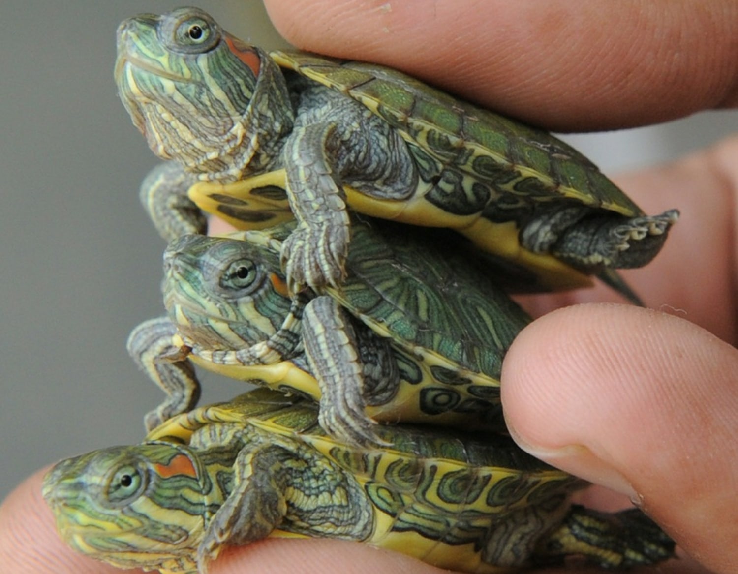 Красноухая черепаха как отличить. Черепаха водная красноухая. Маленькие красноухие Черепашки. Самка красноухой черепахи. Карликовая красноухая черепаха.