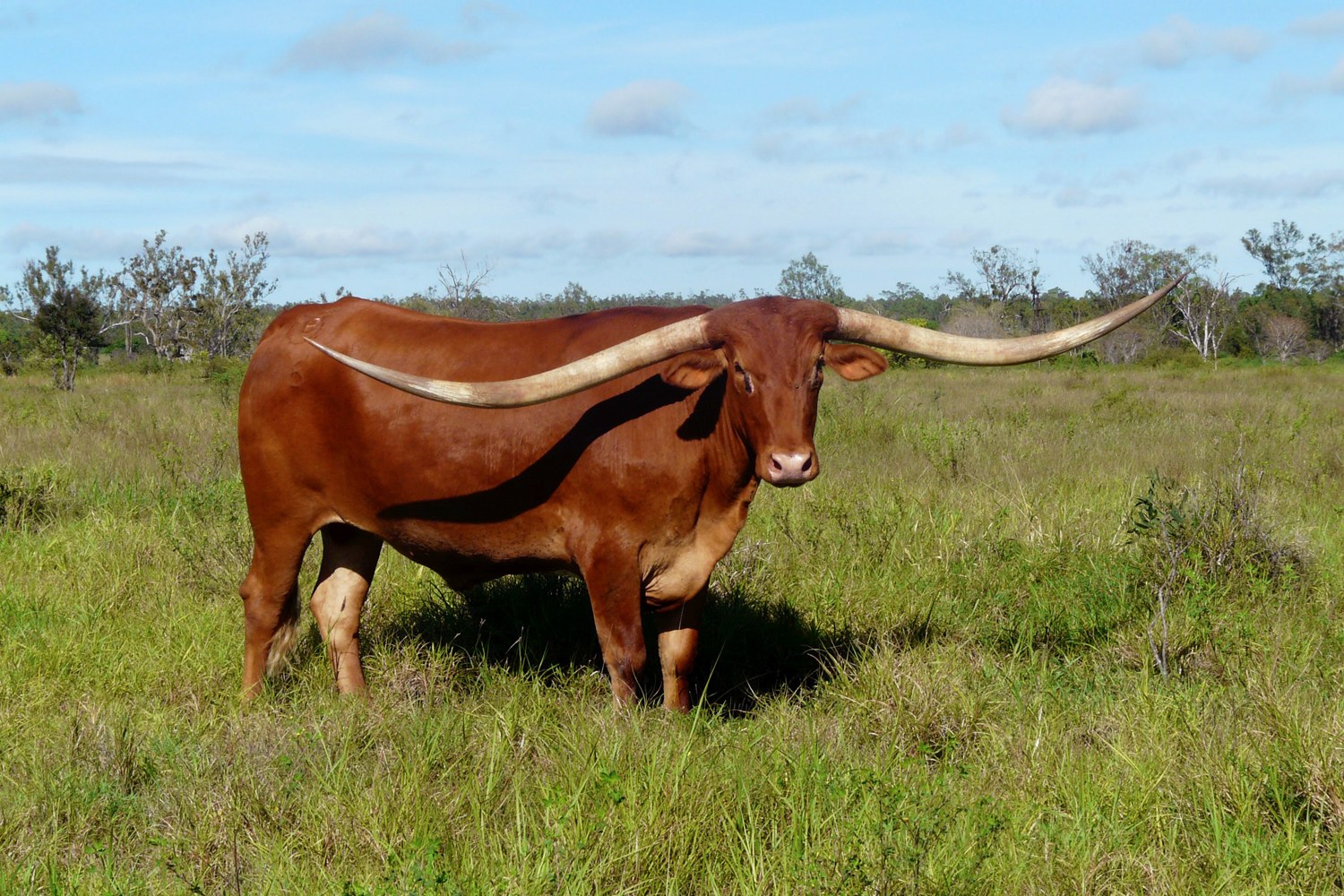 guinness-world-record-for-longest-horn-span-goes-to-texas-longhorn-from