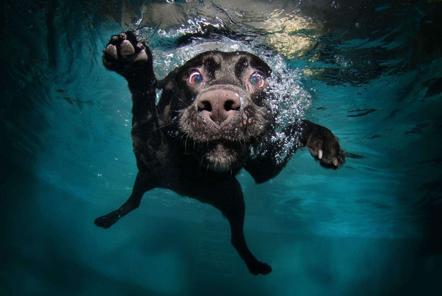 B-E-L-L-Y-F-L-O-P! Amazing photos of underwater dogs