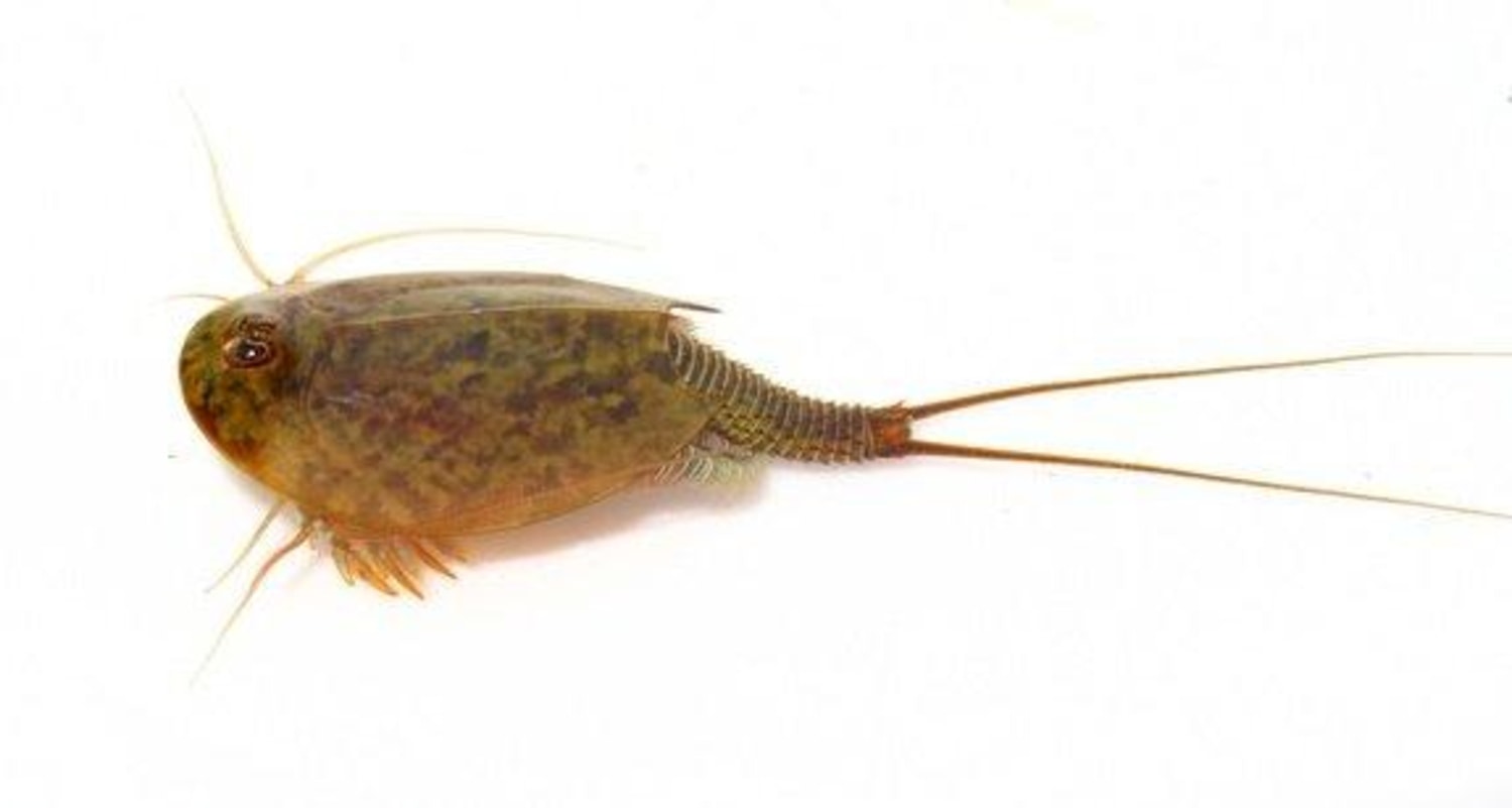 Ancient tadpole shrimp not really a living fossil
