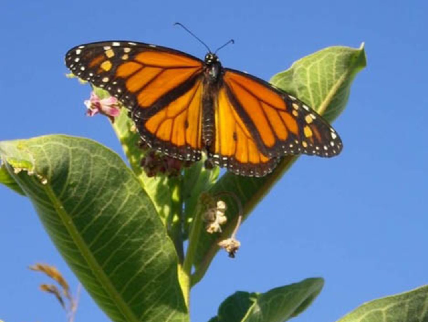 10 amazing facts about monarch butterflies and their migration
