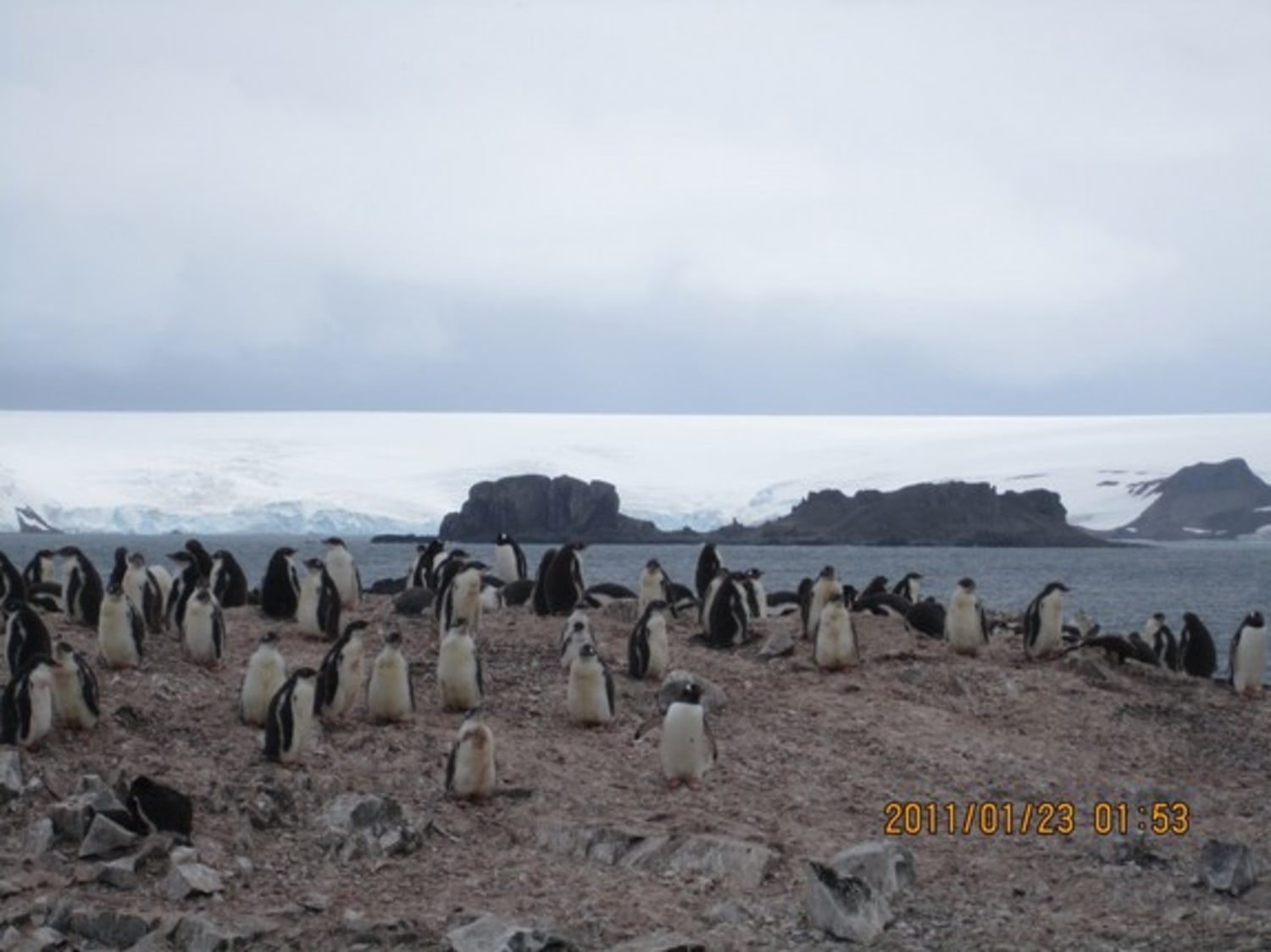 Cool Emperor Penguins Fridge Magnet Antarctica Iceberg Ice Bird Gift #13281 