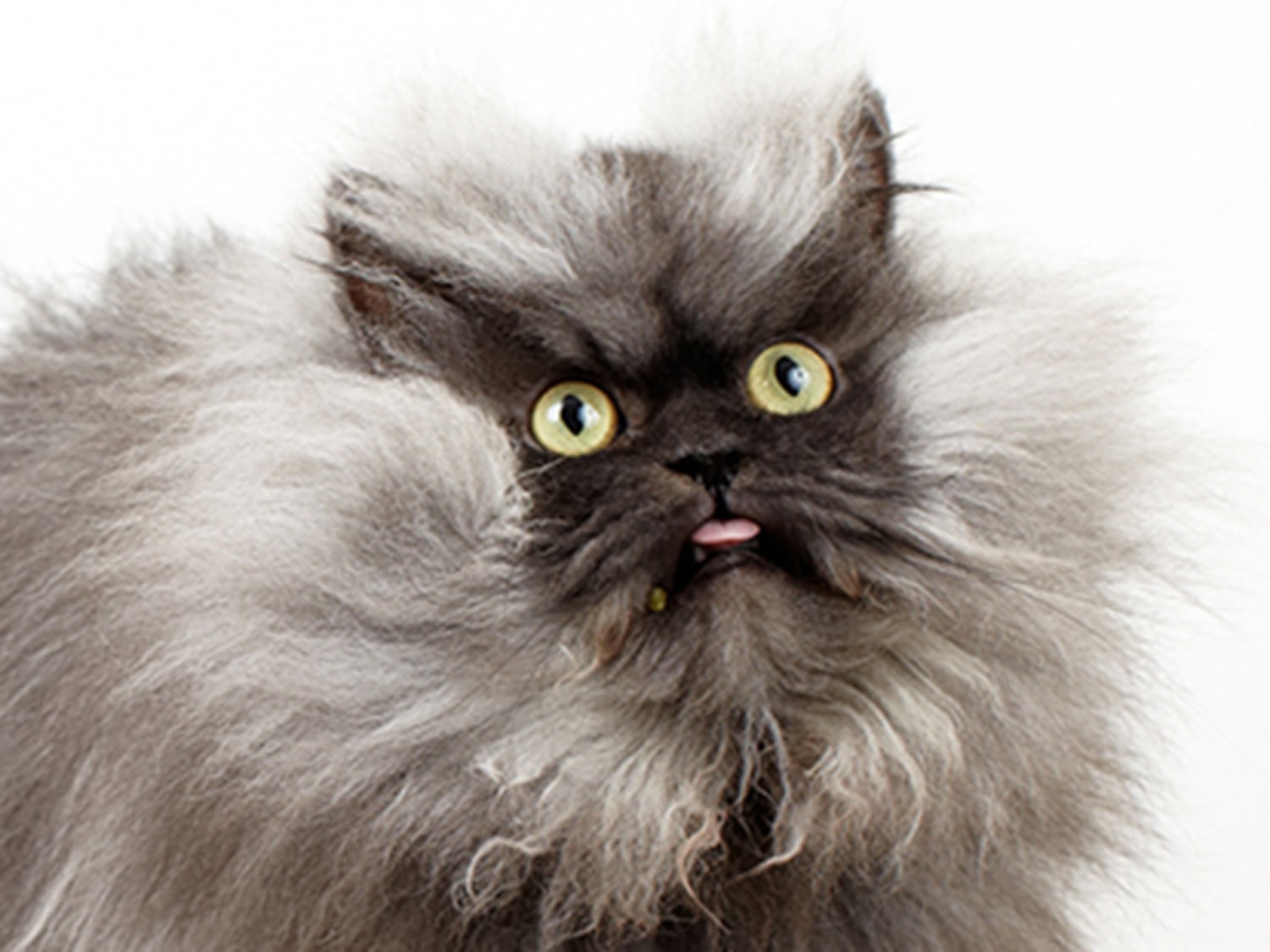 Colonel Meow Dead Kemuri The Ican'tbothertobegrumpy Cat
