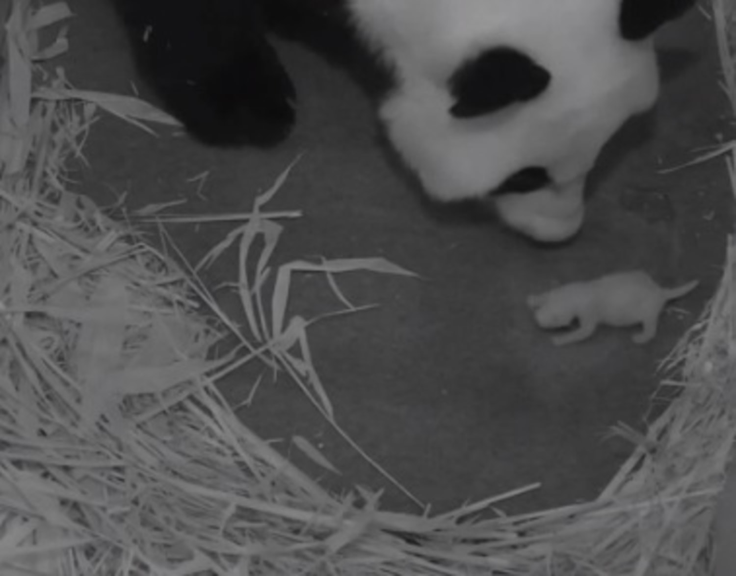 Cub obsession forces National Zoo to limit panda cam viewing time