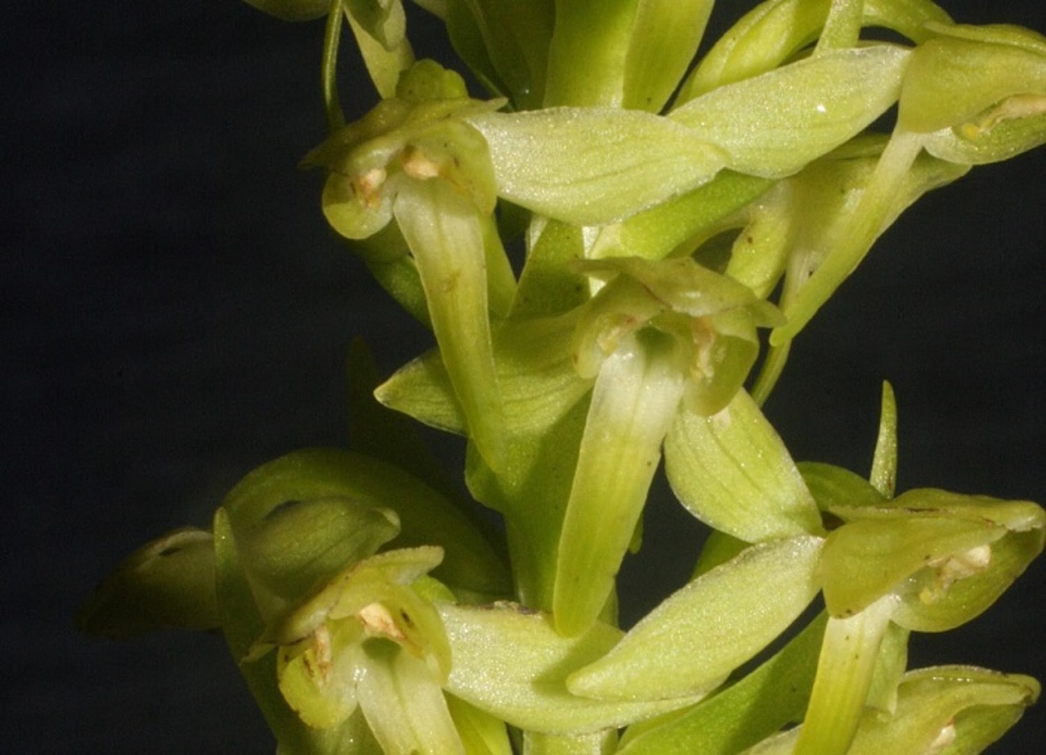 Extremely Rare Orchid Rediscovered On A Remote Island