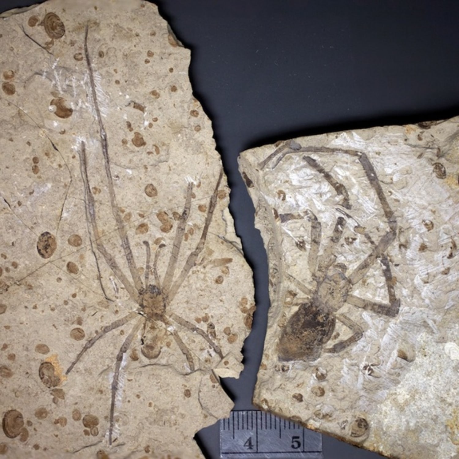 Big spider fossil now has a mate -- but it's complicated