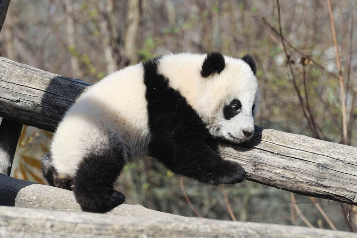 A wide-eyed baby panda takes in his surroundings