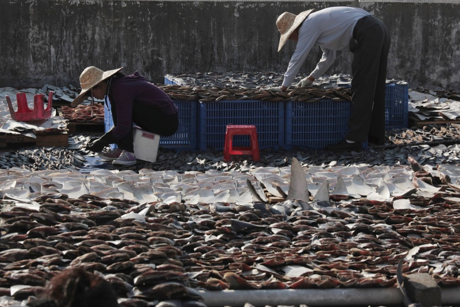 Hong Kong exhibition exposes cruelty of shark-fin trade