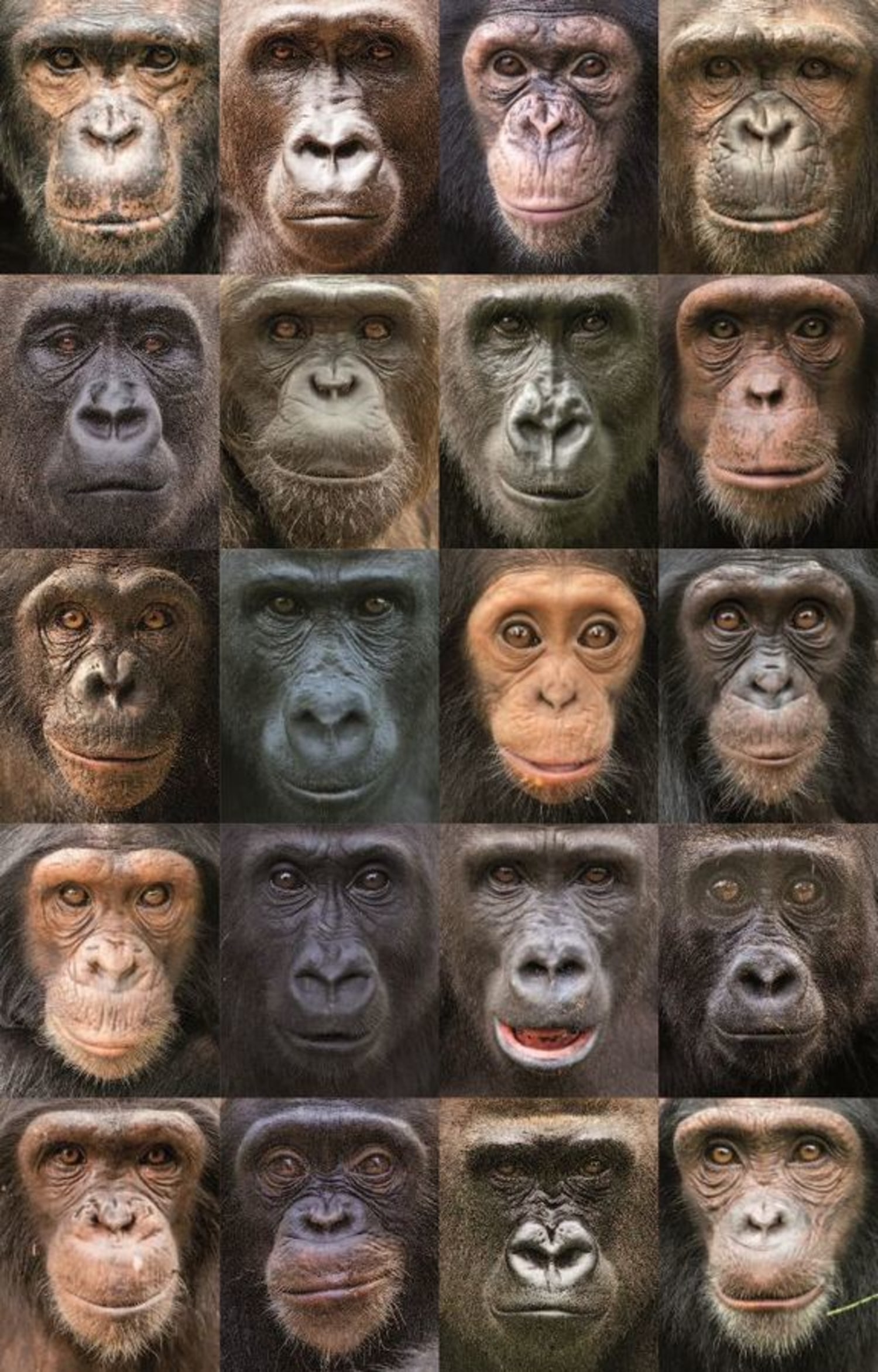 How Similar Are Humans and Monkeys?