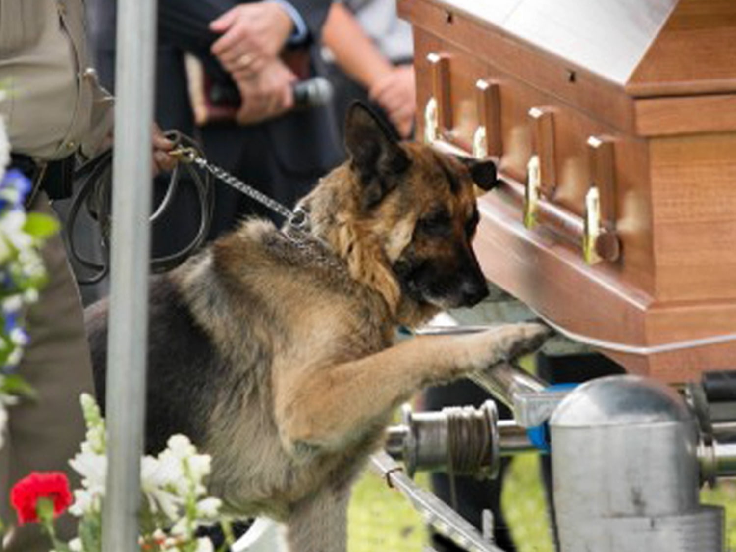 Police dog bids touching farewell to fallen human partner