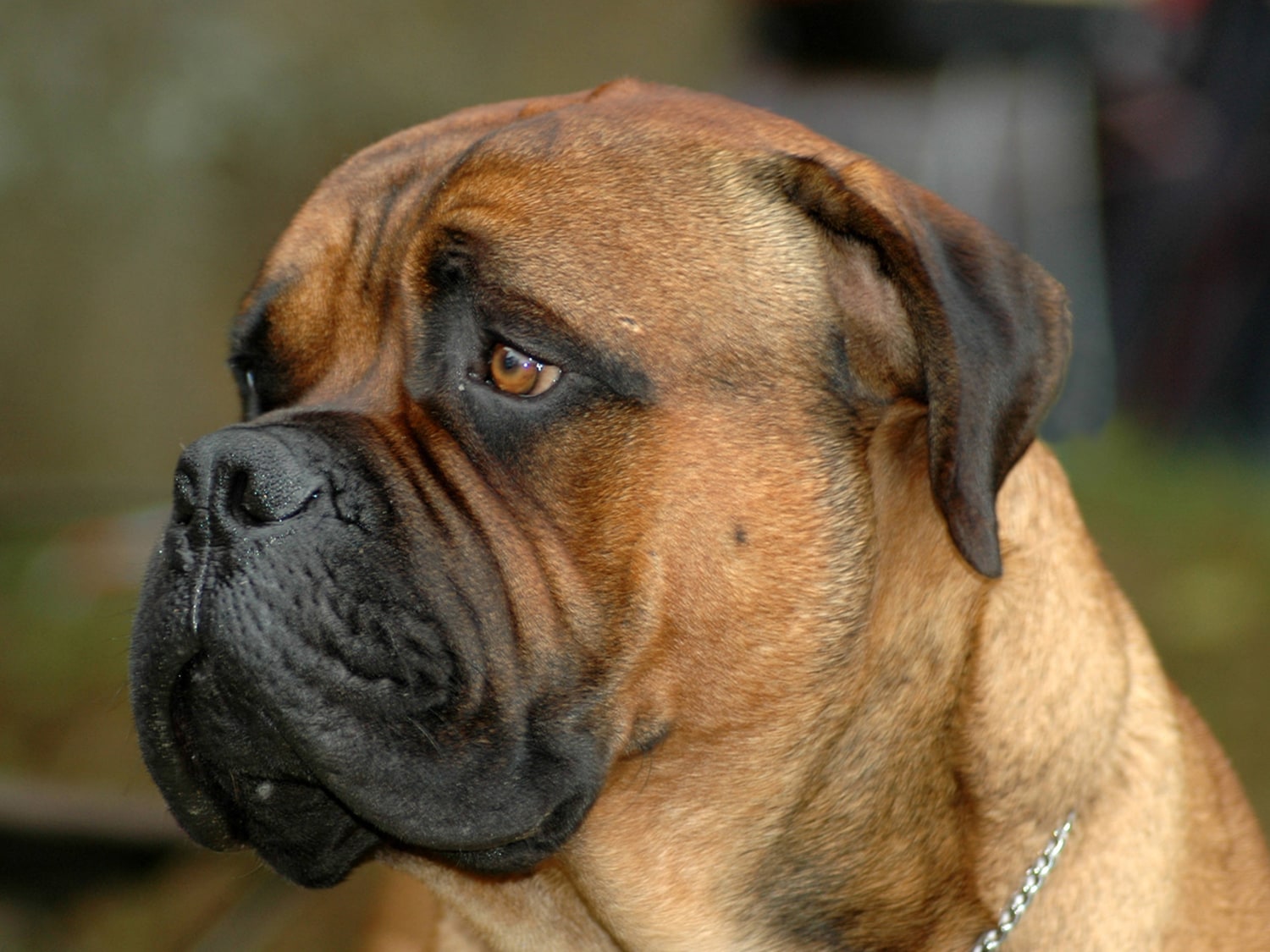 https://media-cldnry.s-nbcnews.com/image/upload/t_fit-1500w,f_auto,q_auto:best/streams/2013/June/130610/6C7819479-130610-bullmastiff-345p.jpg