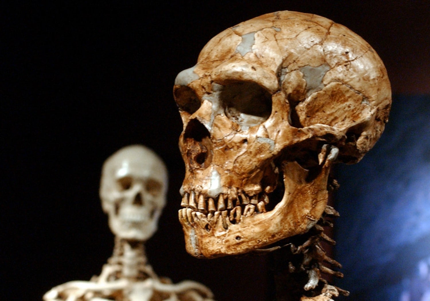 Neanderthal Brains: Bigger, Not Necessarily Better